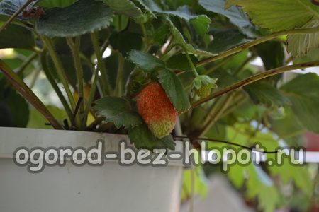 Coltivare fragole in vaso