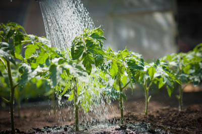 How to feed tomatoes during flowering and fruiting in a greenhouse