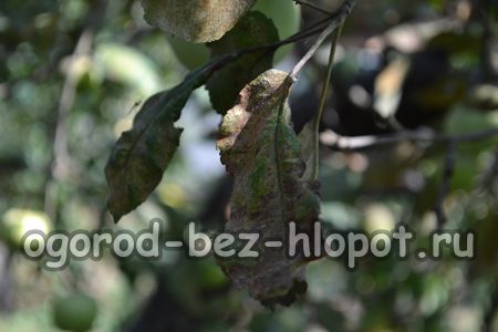 Pourriture des fruits sur un pommier