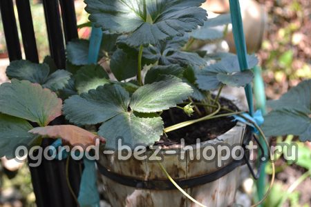 Assicuratevi di concimare le fragole in vaso circa una volta ogni 2 settimane con fertilizzanti complessi o organici.
