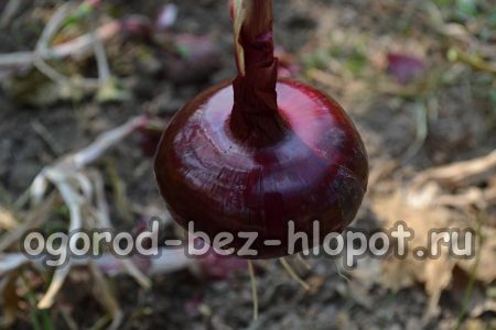 Κρεμμύδι Γιάλτας