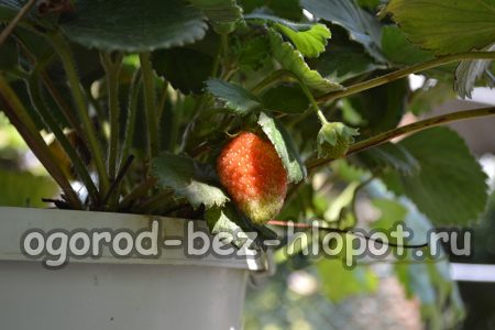Cura delle fragole in vaso