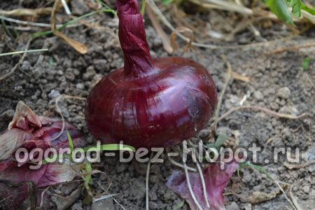 Πώς να καλλιεργήσετε κρεμμύδια: Φύτευση, καλλιέργεια και φροντίδα