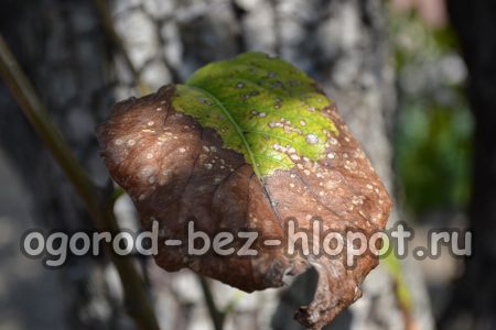 Cytosporose