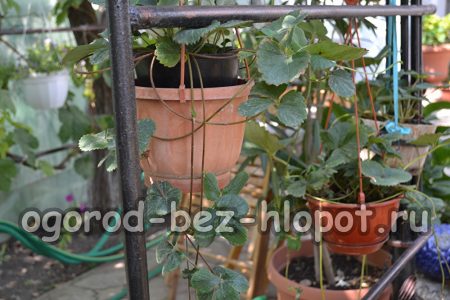 Coltivare fragole in vaso all'aperto