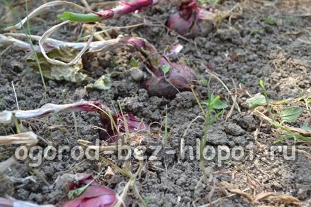Πώς να καλλιεργήσετε κρεμμύδια στο σπίτι
