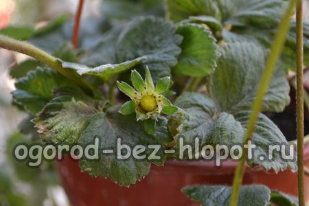 Coltivare fragole in vaso nella tua dacia