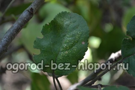 Bactériose ou feu bactérien