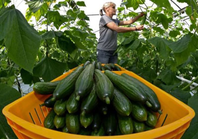 Comment fertiliser les concombres pendant la période de fructification pour augmenter le rendement