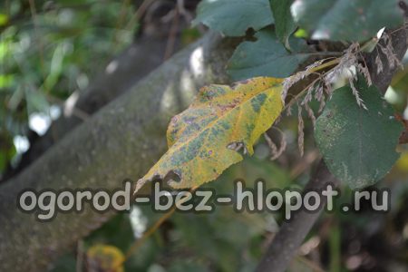 Lorsque les branches sont atteintes de bactériose, des taches sombres et aqueuses apparaissent à leur surface.