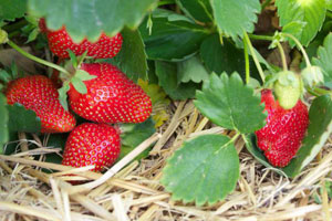 Wie man Erdbeeren nach der Fruchtbildung und dem Rückschnitt düngt