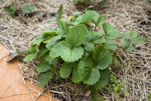 Fraises après la récolte : que faire