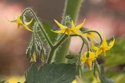 How to feed tomatoes during flowering and fruiting in a greenhouse