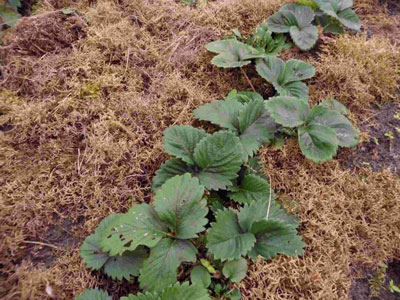 Wie man Erdbeeren nach der Fruchtbildung und dem Rückschnitt düngt