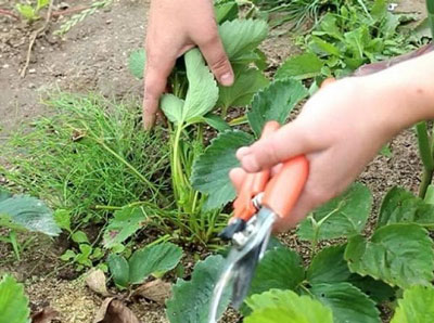 Fraises après la récolte : que faire