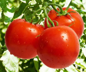 How to feed tomatoes during flowering and fruiting in a greenhouse