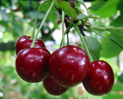Cerezas para la región de Moscú: La mejor variedad