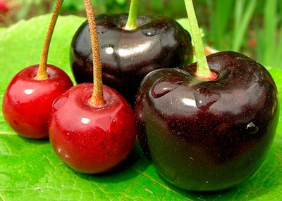Cerezas para la región de Moscú: La mejor variedad