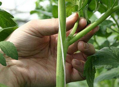 Tomates en serre : culture et mise en forme du plant