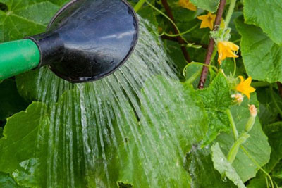 Comment fertiliser les concombres pendant la période de fructification pour augmenter le rendement