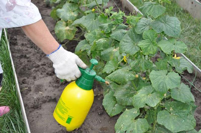 Comment fertiliser les concombres pendant la période de fructification pour augmenter le rendement