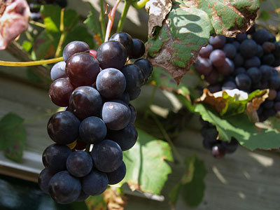 Wie man Weinreben im Sommer beschneidet, um unerwünschte Triebe zu entfernen