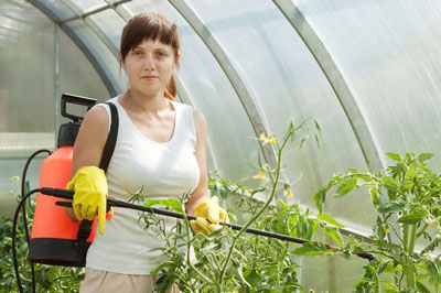How to feed tomatoes during flowering and fruiting in a greenhouse