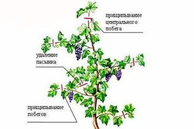 Wie man Weinreben im Sommer beschneidet, um unerwünschte Triebe zu entfernen