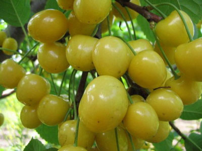 Cerezas para la región de Moscú: La mejor variedad