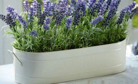 Lavendel