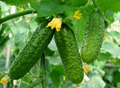 Comment fertiliser les concombres pendant la période de fructification pour augmenter le rendement