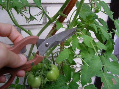 Tomates en serre : culture et mise en forme du plant
