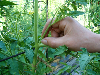 Tomates en serre : culture et mise en forme du plant