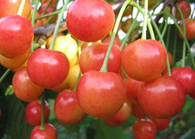 Cerezas para la región de Moscú: La mejor variedad