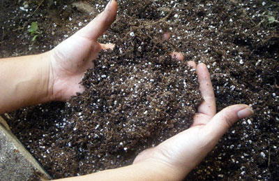Comment fertiliser les concombres pendant la période de fructification pour augmenter le rendement