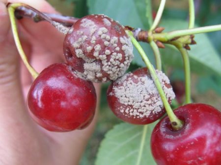 Le cerisier fleurit mais ne porte pas de fruits.