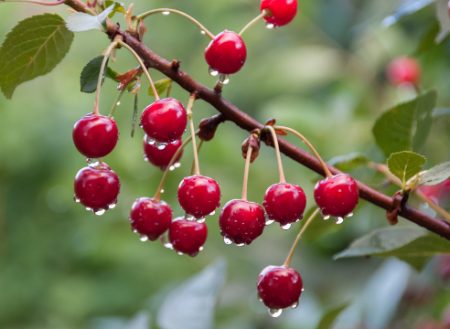 Le cerisier est en fleurs, mais il n'y a pas de fruits.