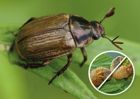 Comment lutter contre les larves de hanneton dans le jardin