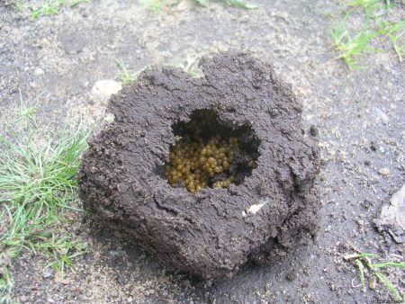 Comment lutter contre les courtilières dans votre jardin