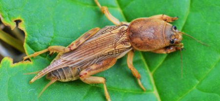 Comment lutter contre les courtilières dans votre jardin grâce aux remèdes traditionnels