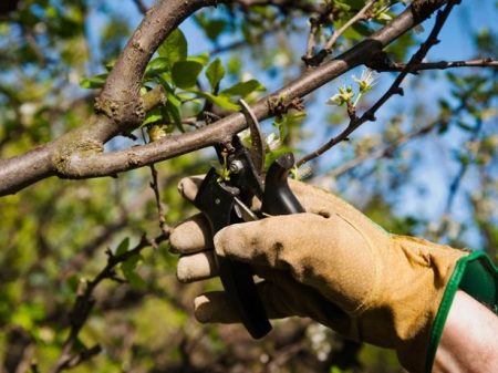 Comment prendre soin des cerisiers au printemps pour assurer une bonne récolte