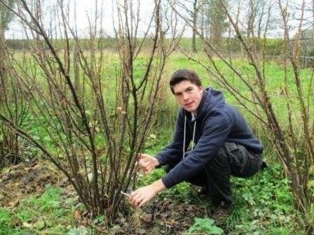 Come prendersi cura del ribes in primavera