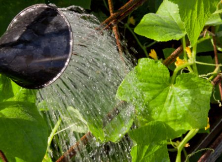 Perché le foglie dei cetrioli diventano gialle se tenute in serra?