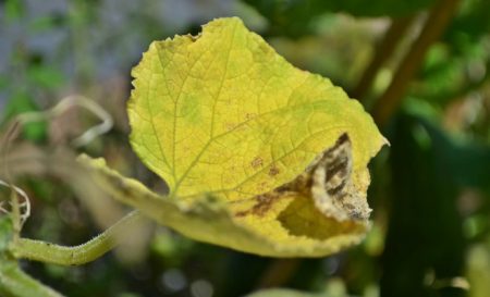 Perché le foglie dei cetrioli ingialliscono in una serra e come combattere questo problema?