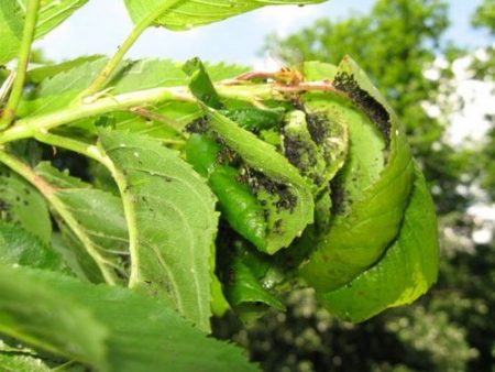 Pucerons sur les cerisiers : comment s’en débarrasser