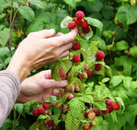 Frühjahrspflege für Himbeeren