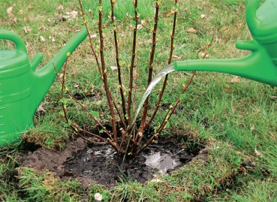 Come prendersi cura dei ribes