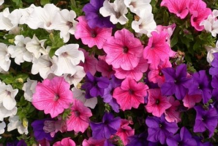 Lavatera diversa