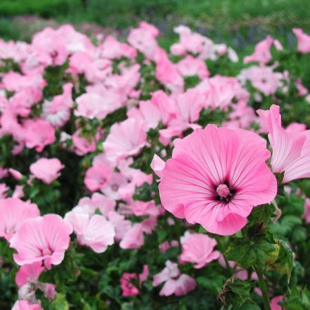 Lavatera rosea