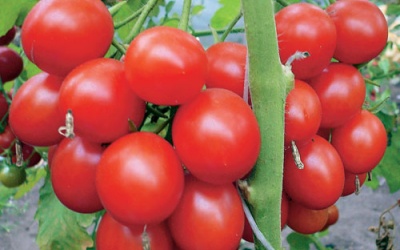 Tomaten Nastenka